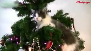 Приколы про животных
