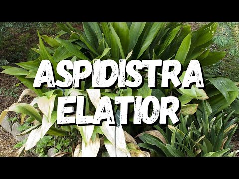 , title : 'Aspidistra Elatior: Saiba Tudo Sobre Essa Planta'