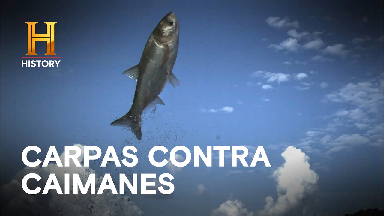 Desastre en el Pantano: El Secreto tras los Nidos Vacíos - MISTERIOS DEL PANTANO