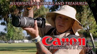 Final day out with my RENTED Canon R10 & 600mm F11  is an AMAZING WILDLIFE set up! Light and Sharp 📷