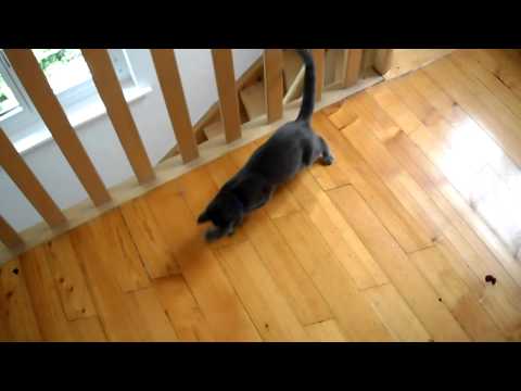 Mia und Saphir spielen mit Bonbon