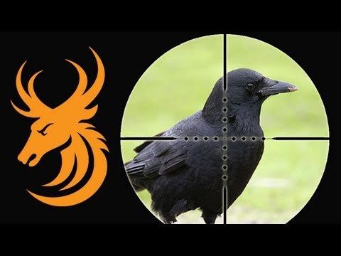 Long range corvid shooting with a .17 HMR Ruger 77/17