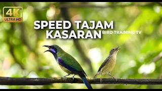Download lagu 🔴 Live Masteran Speed Tajam Cucak Cungkok Super Gacor vs Kolibri Manggar Betina Gacor Panjang mp3 Download lagu 🔴 Live Masteran Speed Tajam Cucak Cungkok Super Gacor vs Kolibri Manggar Betina Gacor Panjang mp3