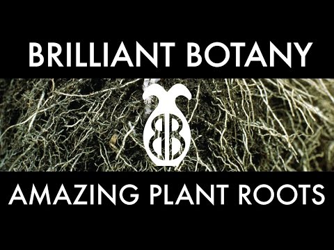Amazing Plant Roots