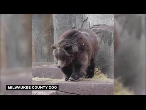 Adorable hibernating grizzly bear wakes up from its slumber