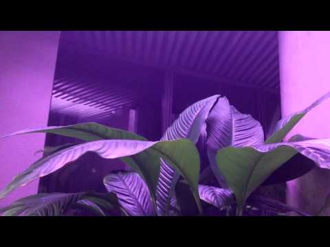 drew the architect - dial flower w/ drip​-​133