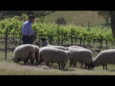 Sussex Squire Wines Clare Valley