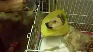 preview picture of video 'Fiona's Story pt 4: At the Vet'