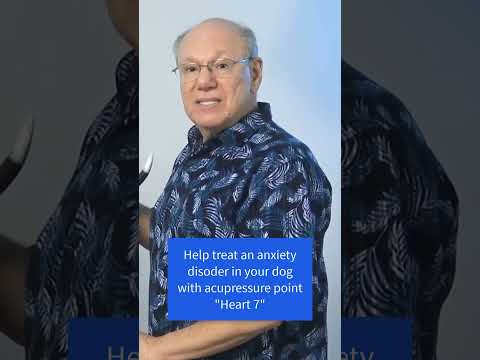 Using Acupressure to Treat Anxiety in Dogs