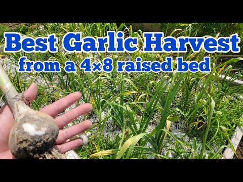 , title : 'Biggest Garlic Harvest, Garlic Care, When To Plant, When to Harvest, Kentucky Planting Zone'