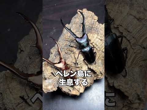 クワ科について詳しく解説