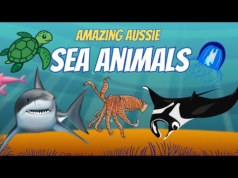 Learn About Australia’s Coolest Sea Animals! Kids Educational Video | Ocean Animals of Australia 