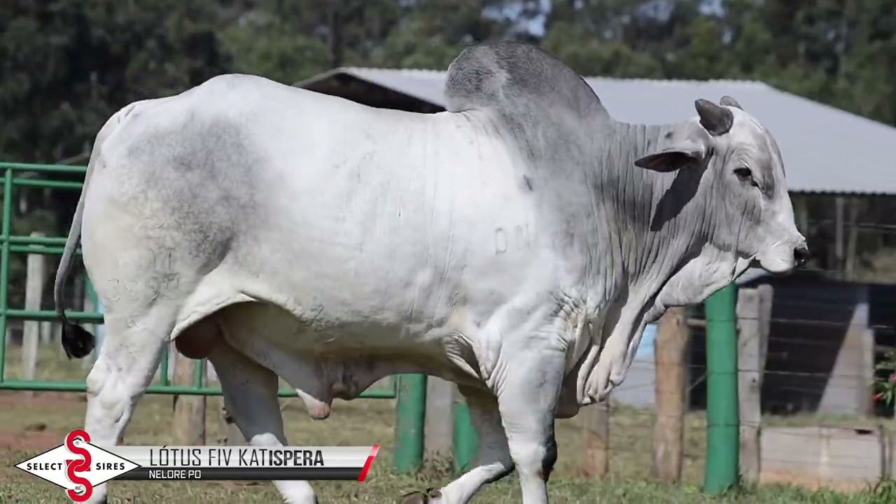 Vídeo LOTUS FIV KATISPERA
