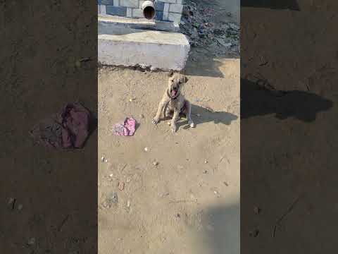 Boby ka kamal #funny