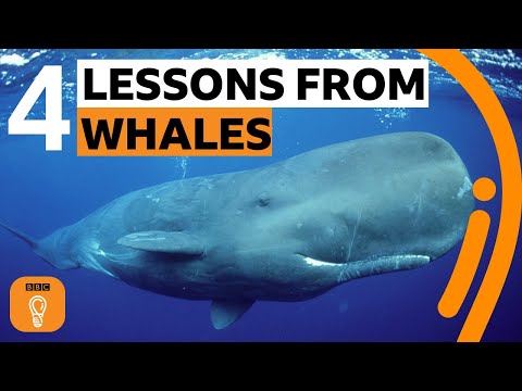 最高の人生を生きるためにクジラが教えてくれること｜BBC Ideas (What whales can teach us about living our best life | BBC Ideas)