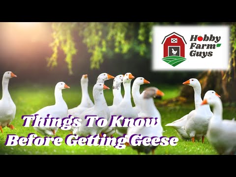 , title : 'What You Need To Know Before Getting Geese'