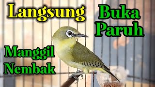 Download lagu Pleci Gacor Full NEMBAK Pancingan Pleci Agar Buka Paruh mp3