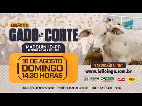 LEILÃO ESPECIAL GADO DE CORTE - MARQUINHO/PR.