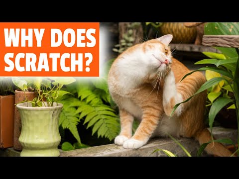 🙀My CAT SCRATCHES a Lot (Why)