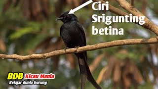 Download lagu Characteristics of female Srigunting birds, learning about the world of bird chirping mania, Srig... mp3