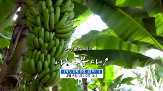 [나는농부다 243회 예고] 나의 두 번째 인생, 오! 바나나