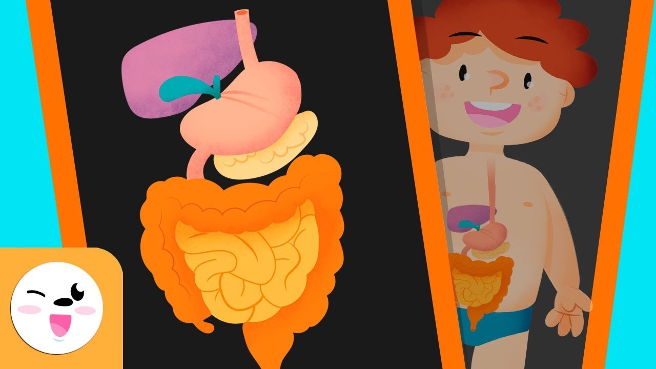 El sistema digestivo del cuerpo humano para niños - Smile and Learn