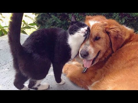 Unbreakable Bond! CATS AND DOGS Awesome Friendship