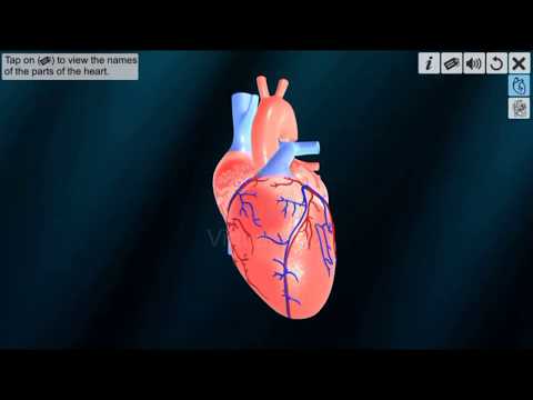 Heart - An incredible pump