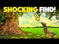 The Ex-POLICE Dog Rushed To This Massive Tree. The HORRIFIC Find Will SHOCK You!