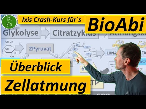 Zellatmung - Überblick aerobe Zellatmung - Glykolyse, Citratzyklus, Atmungskette Bio Abitur 2022