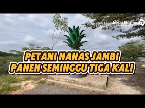 PETANI NANAS JAMBI PANEN TIGA KALI SEMINGGU, SIMAK KISAHNYA