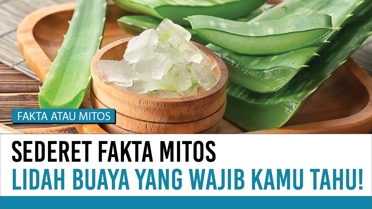 Anti Radang! Ini Segudang Manfaat Lidah Buaya | Fakta atau Mitos