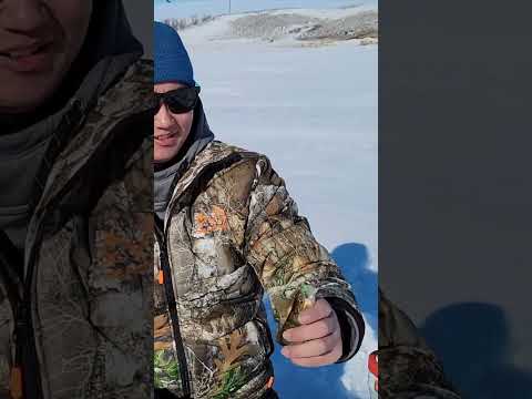 Garmin Livescope Ice Fishing Perch?