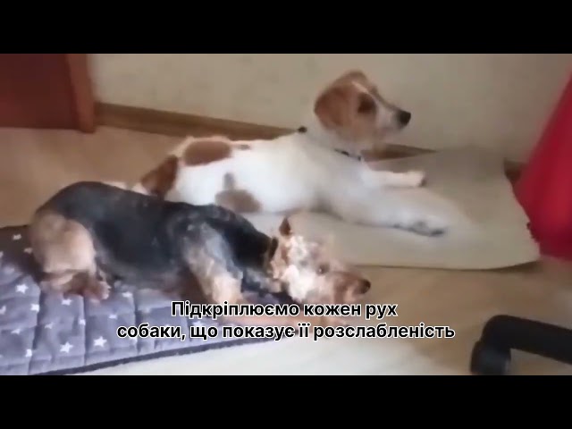 Фото Навичка відпочивати за командою особливо важлива для збуджених собак з імпульсивною поведінкою.