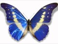 Bushido-Schmetterling (HD) 