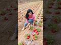 After All How Are Tomatoes Grown Shorts Youtubeshorts Vegetables Tomato Farming Farm