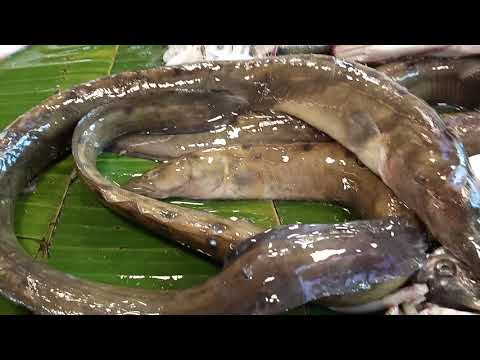 Rural Village Fish Market In Bangladesh! big catfish market Video