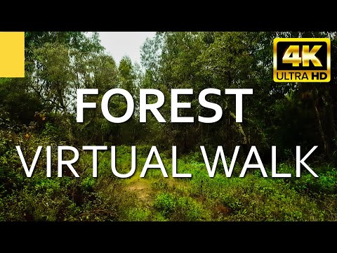 4K Virtual Hike through a green Forest (with Nature Sounds) - Incredible Nature Walking