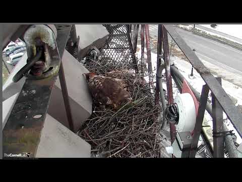 Arthur and Big Red on the nest this morning @Cornell Lab 02-15-19