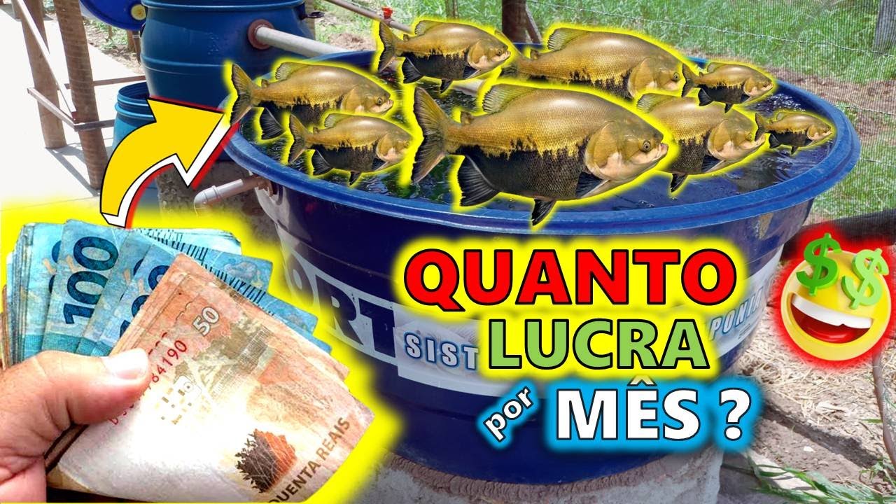 🐟 HOW MUCH CAN YOU EARN with FISH in a 1000L WATER BOX?