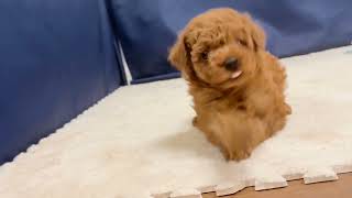 トイプードルの動画01