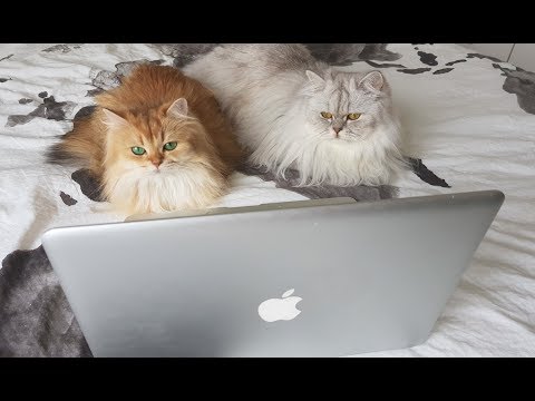 CATS WATCHING TV - Catflix With Smoothie And Milkshake