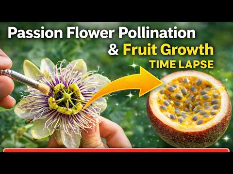 How Passion Fruit Forms | Passion Flower Pollination & Fruit Growth (Time Lapse)