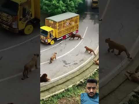 Ye kya hogya 😳 #dog #funny #doglover #song #animals #lion #animal #india #gujarat