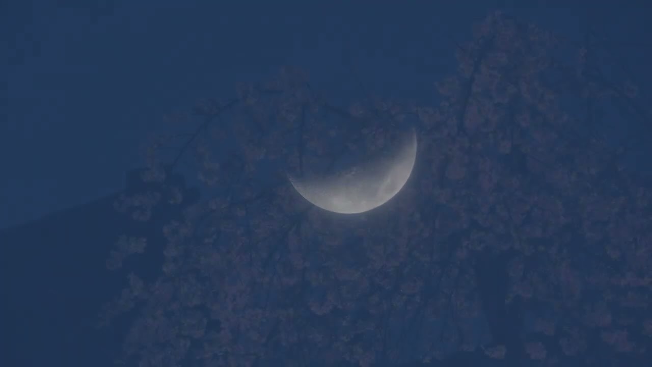 ソメイヨシノ、奈良で開花宣言