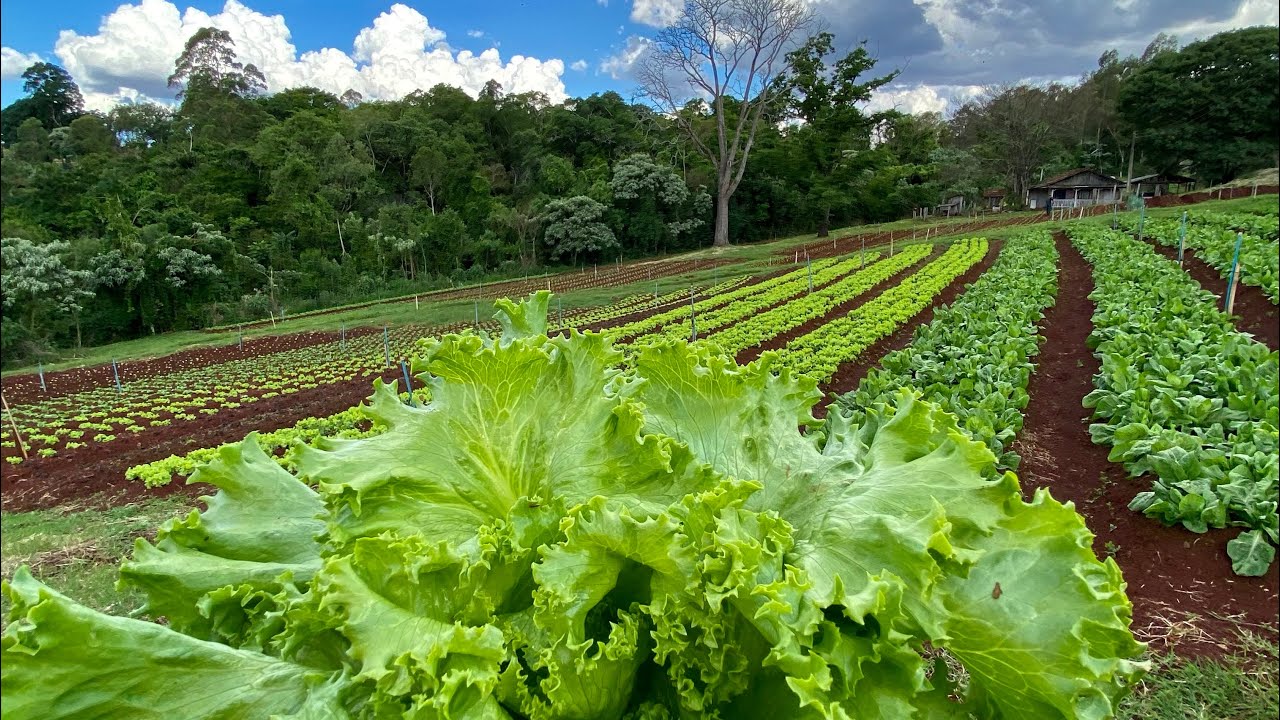 COMO NÃO DEIXAR FALTAR VERDURAS NA SUA HORTA?