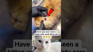 Have you ever seen a kitten with such dirty ears #KittenCare #PetCare #CleanKitten #HealthyPets #fyp