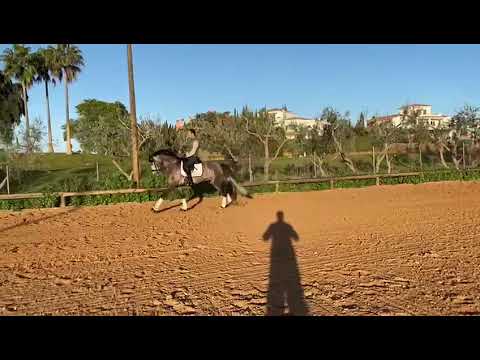 SOLD TO USA 5yo Lusitano stallion 163cm, piro free. amazing mover!