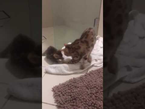 Aziz Bengal Cattery "life skills"