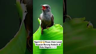 Download lagu ngerii😱😱Pesan Alam Lewat Kicauan Burung Kedasih di Kala Magrib!!#burung #cuckoo #shorts #birdsounds mp3 Download lagu ngerii😱😱Pesan Alam Lewat Kicauan Burung Kedasih di Kala Magrib!!#burung #cuckoo #shorts #birdsounds mp3